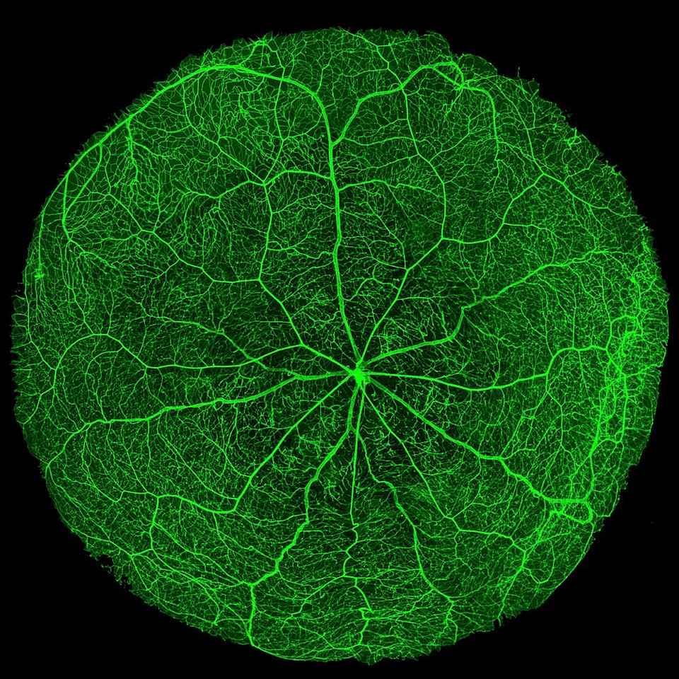 Forschungsschwerpunkt Vaskuläre Biologie & Medizin