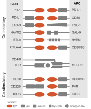 Immune checkpoints molecules for triggering resolution 