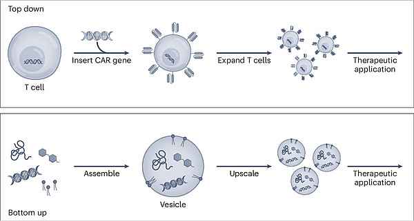 Top-down versus bottom-up synthetic immunology. Source: Göpfrich K., Platten M., Frischknecht F., Fackler O.T., Nature Nanotechnology. 2024 Top-down versus bottom-up synthetic immunology. Source: Göpfrich K., Platten M., Frischknecht F., Fackler O.T., Nature Nanotechnology. 2024