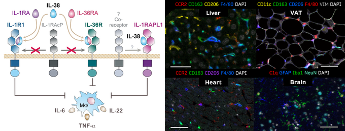  Proposed mechanisms of IL-38 signaling and differently polarized macrophages in tissues of IL-38 KO mice.