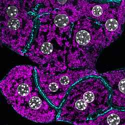 Primary mouse hepatocytes labeled with nuclei (grey), mitochondria (magenta) and cell borders (cyan). Courtesy of Helmholtz Munich