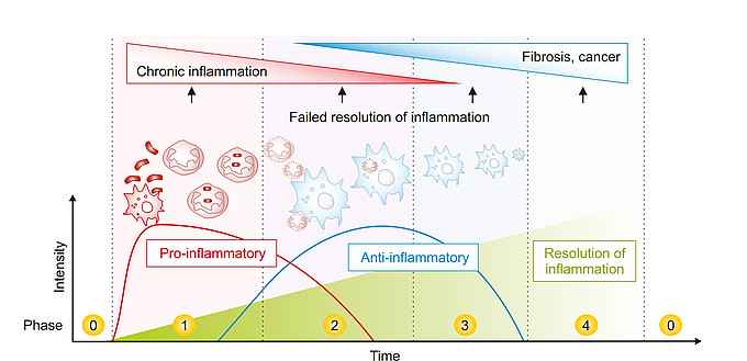 Time course of an acute inflammatory reaction. 