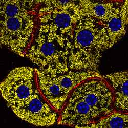 Primary mouse hepatocytes labeled with nuclei (blue), mitochondria (yellow) and cell borders (red). Courtesy of Helmholtz Munich