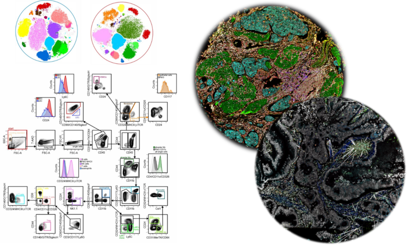 Spectral flow cytometry and multispectral immunofluorescence imaging of tumor tissue.
