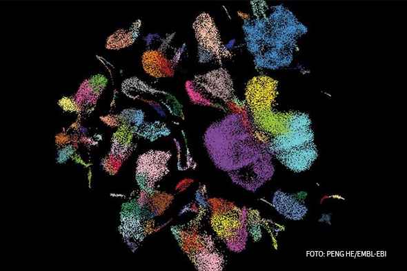 Foto: PENG HE/EMBL-EBI